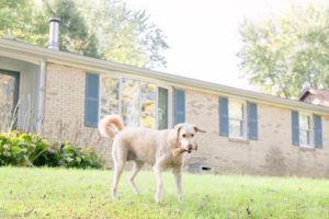 a dog plays outside their house during an anniversary session in Woodsboro Maryland