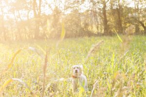 A September backyard anniversary session in Woodsboro MD. The couples dog stands in the tall grass under the glowing sun