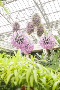 Orchid Extravaganza at Longwood Gardens in Longwood PA.