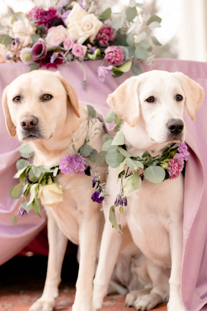 A sweet photo of two dogs at a wedding reception by Maryland Wedding Photographer
